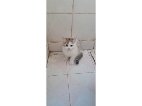 Kedimiz için açıklamayı okumadan yazmayın