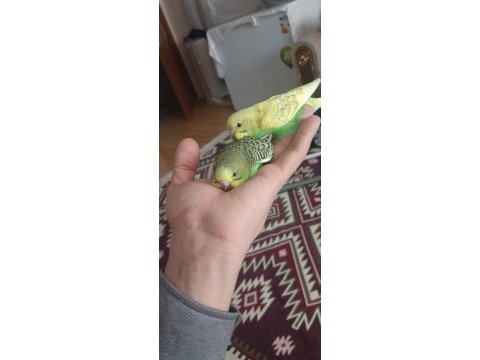 Yavru ve yetişkin çift kuşlar