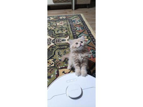 3 minik prens kedimiz evde yatılı iş arıyor