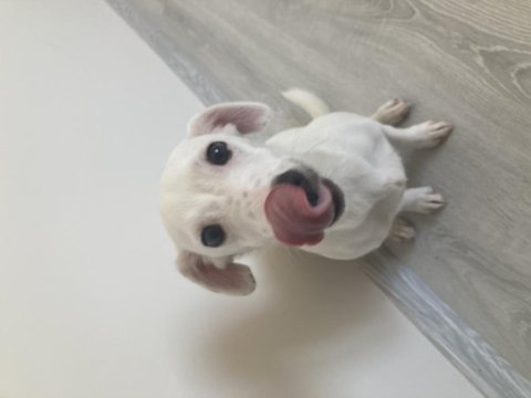 Yavru jack russell terrier