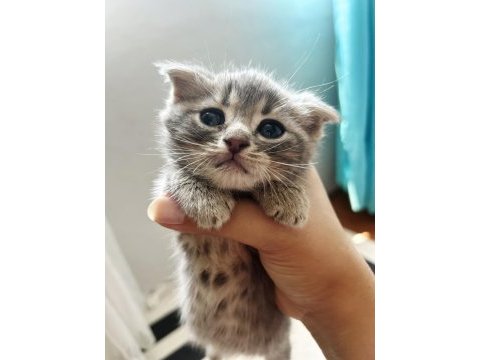 Scottish fold erkek british shorthair dişi yavrular