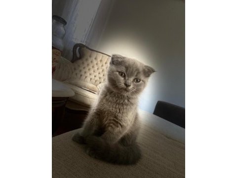 Scottish fold kedimizin yavruları