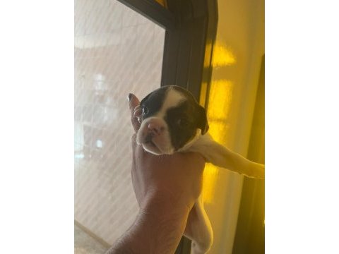 French bulldog baby