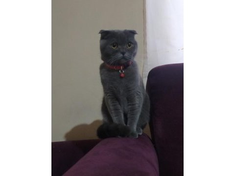 Eğitimli scottish fold kedisi