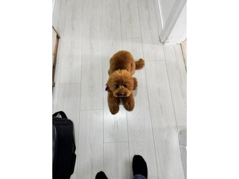 Dişi poodle köpeğimiz