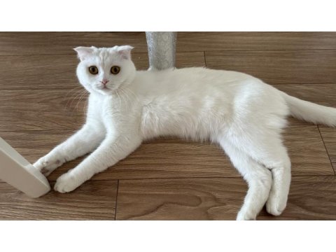 Scottish fold kızımı ücretsiz sahiplendirmek istiyoruz