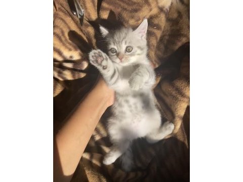 Çok sevimli oyuncu sağlıklı dişi british shorthair bebeğimiz