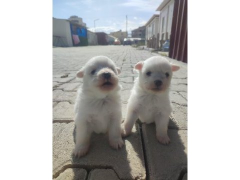 Pomeranian spitz köpeğimiz