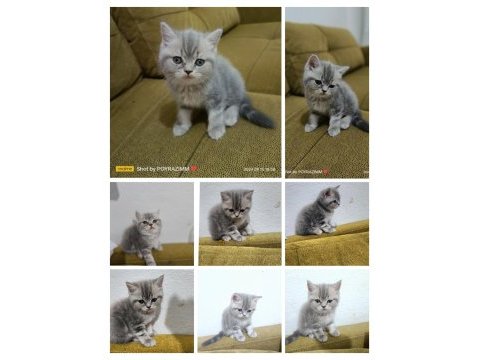 2 aylık orjinal british shorthair