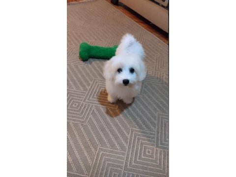 Acil maltese terrier 4 aylık