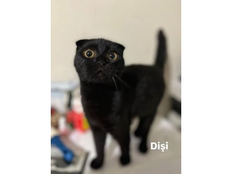 Siyah scottish fold için acil yuva aranıyor ücretsiz