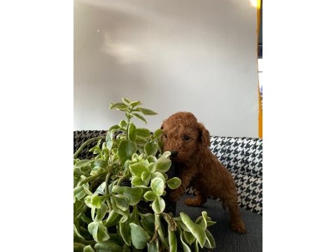 Mocha tadında poodle yavrularım