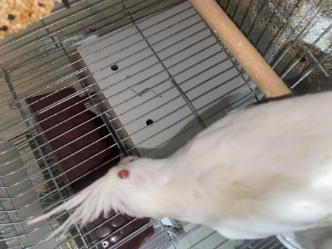 Albino mutasyonu sultan papağanı