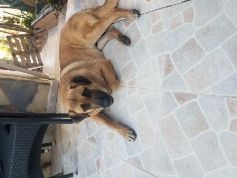 Golden-kurt kırma melez 3 yasında çiftlik bahçe koruma