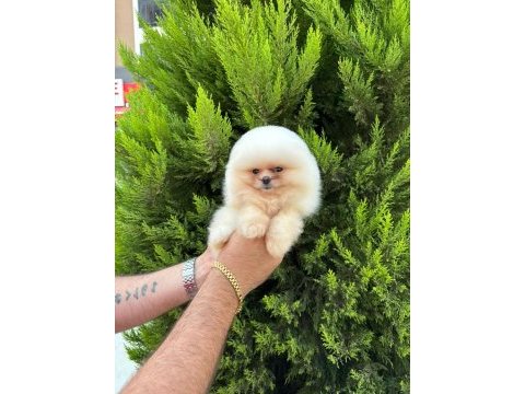 Sıfır burun sıfır kulak orjinal pomeranian isteyenlere