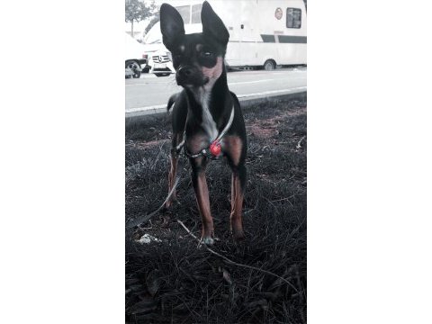 Pinscher 10 aylık köpeğimiz