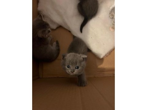 A kalite scottish fold istanbul