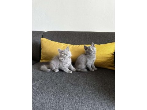 2aylık gri british shorthair yavrular