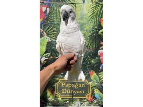 Evcil alba umbrella papağanı