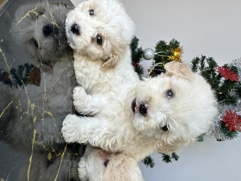 Maltese terriyer köpekler