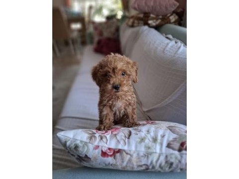 53 gunluk dişi toy poodle red brown
