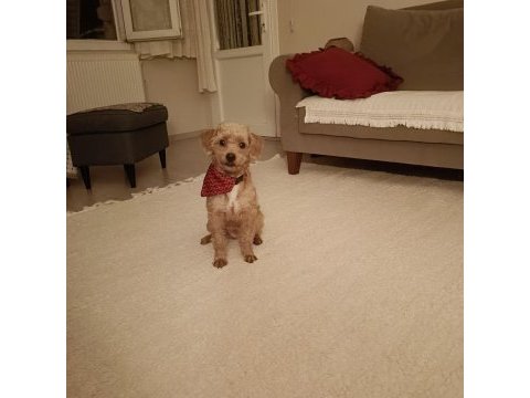 Bedelsiz sahiplendirme 7 aylık dişi maltipoo