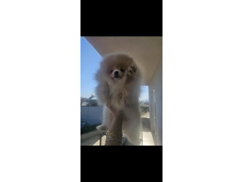 Ayı surat kaliteli pomeranian boo