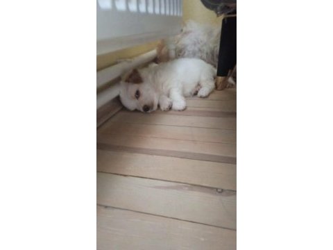 Terrier çok sevimli bir cins