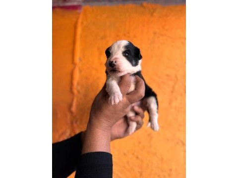 Border collie bebekler için acele edin