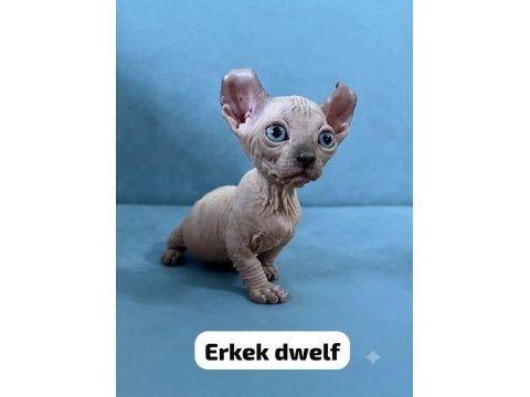 Dwelf elf bambino ve normal sfenksler