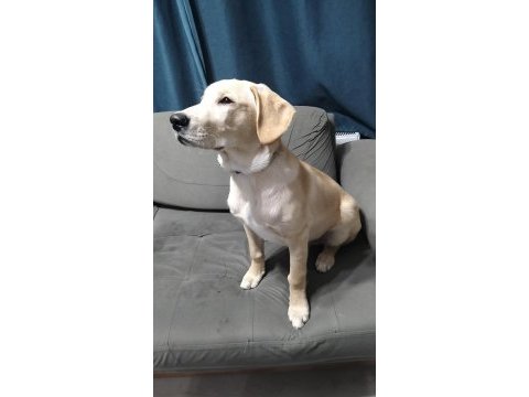 5.5 aylık labrador bütün aşıları yapıldı çipi takıldı