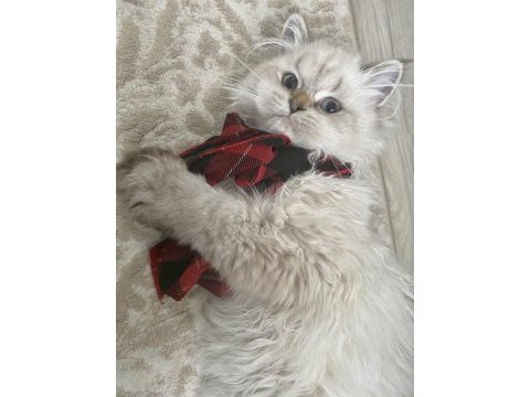 3 aylık british longhair erkek