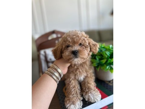 Yakışıklı maltipoo oğluşum barney