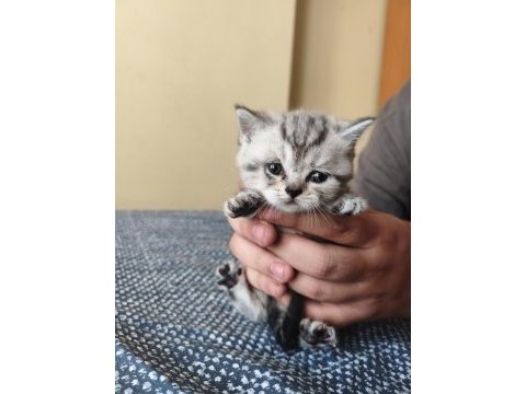 British shorthair son kalan yavrularımız