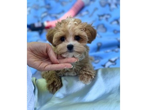 Maltipoo kore kan 0 numara bebekler
