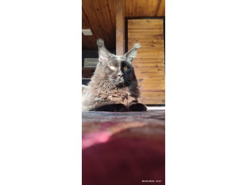 Karakteri cüssesi ve dopdolu şeceresi ile ercüment