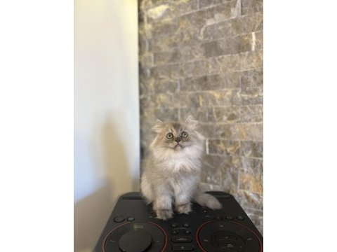 Teslime hazır brıtısh longhaır sılver yavrularım 