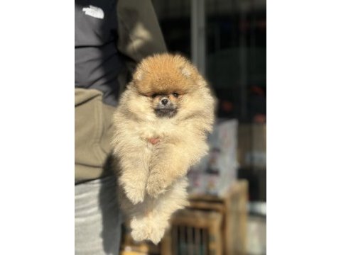 Petmode köpek çiftliğinden hazır 5 adet pomeranian 