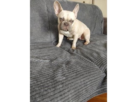 İsabella carrier french bulldog kızımıza sıcak yuva arıyoruz