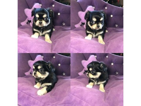 Chihuahua için okumadan iletişim kurmayın lütfen