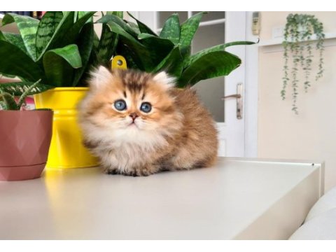 Bal küpü golden british longhair