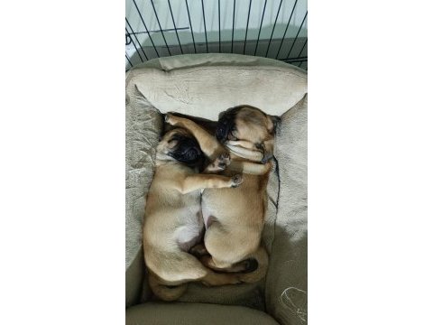 Pug yavrular yeni evine gitmeye hazır
