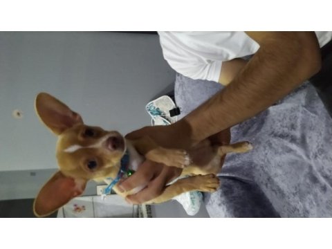 3 aylık eğitimli chihuahua