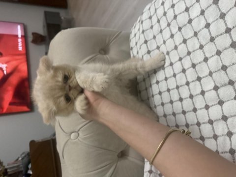 1,5 aylık exotic shorthair yavru