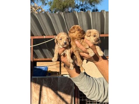 Maltipoo bebişler