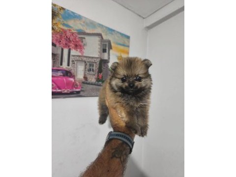 Pomeranian boo yavruları