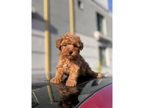 Birbirinden güzel toy poodle yavrular