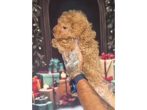 Altın rengi toy poodle yavrular