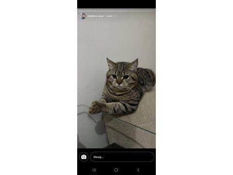 British shorthair