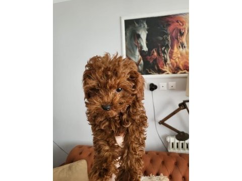 Minyatür kore toy poodle yavrular